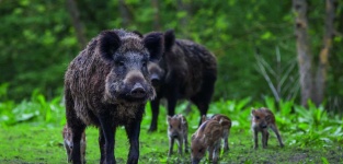 image of boar #30