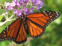 image of monarch #17