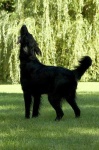 image of flat_coated_retriever