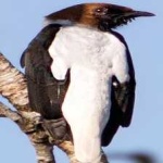 image of bird