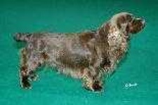 image of sussex_spaniel #20