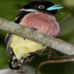 image of bird