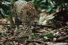 image of jaguar_car