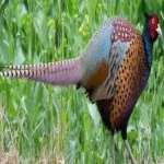image of bird