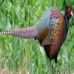 image of ring_necked_pheasant #34