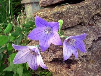 image of balloon_flower #13