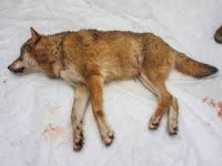 image of animal