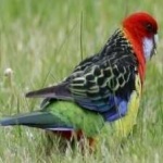 image of bird
