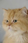 image of animal
