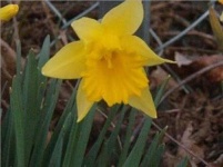 image of flower