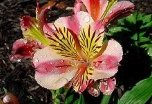 image of flower