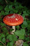 image of agaric