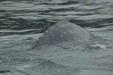 image of grey_whale