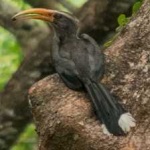 image of bird