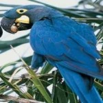 image of bird