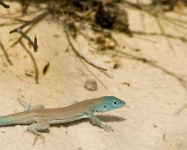 image of whiptail