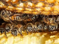 image of honeycomb