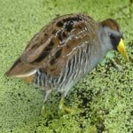 image of bird