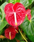 image of anthurium #6