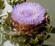 image of artichoke_flower #35