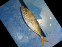image of fish