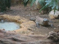 image of komodo_dragon