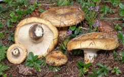 image of mushrooms