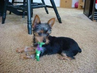 image of toy_terrier
