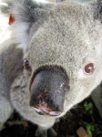 image of koala