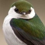 image of bird