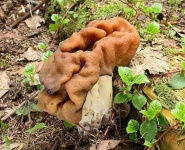 image of gyromitra