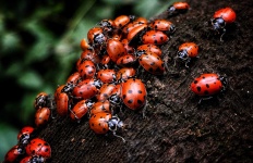 image of ladybugs #17