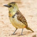 image of bird