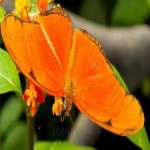 image of animal