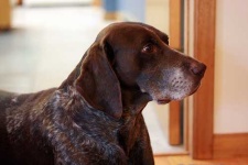 image of animal