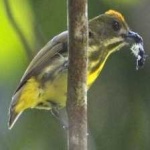 image of bird