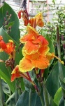 image of flower