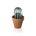 image of cactus