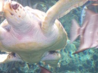 image of loggerhead