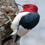 image of red_headed_woodpecker #30