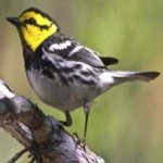 image of golden_cheeked_warbler