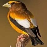 image of bird