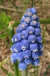 image of flower