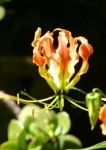image of flower