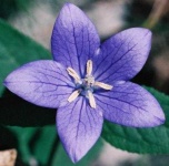 image of balloon_flower #12