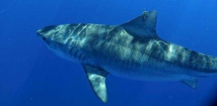 image of shark #26