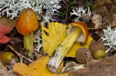 image of mushrooms