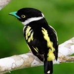 image of bird
