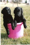 image of flat_coated_retriever