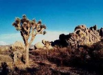 image of joshua_tree